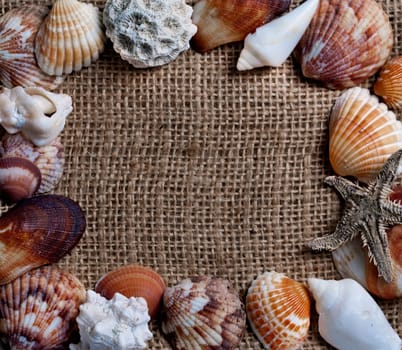 Frame made of various seashells and starfish