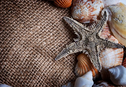 Frame made of various seashells and starfish