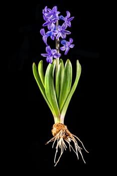 Blue hyacinth with onion, leaves and blossom isolated on black