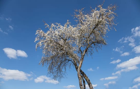 White blossoming fruit tree and clouds in blue sky