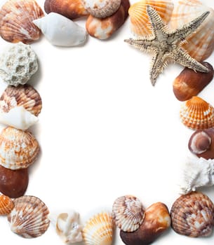 Frame made of various seashells and starfish