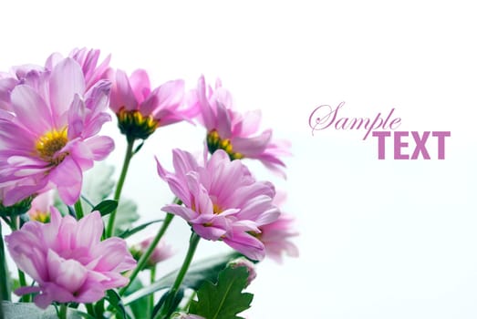 Flower bouquet isolated over white background