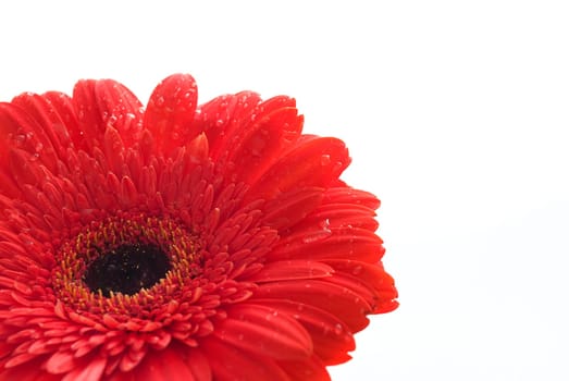 Closeup of red gerber with water drops