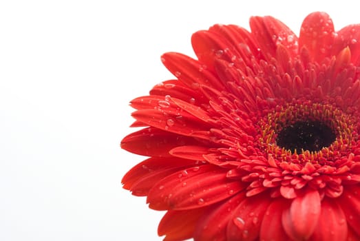 Closeup of red gerber with water drops