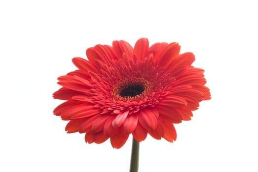 Closeup of red gerber isolated over white