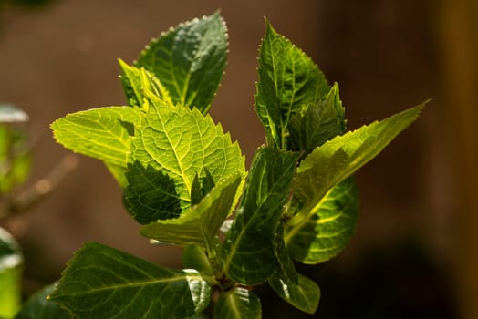 Macro detail of leaves with veins in backlight at spring