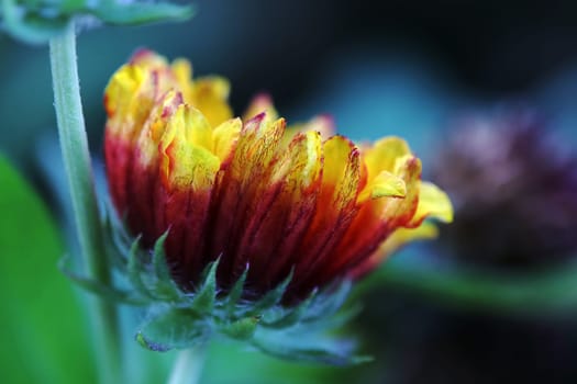 Close-up of a yellow-red flower of a cocklebur (Gaillardia)
