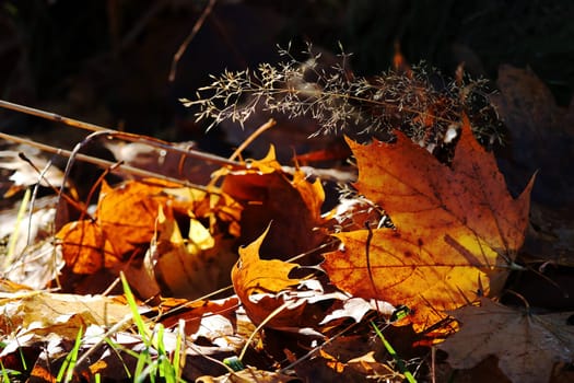 Autumn leaves shining yellow and red against the light of the sun on the ground