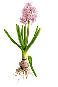 Pink hyacinth with onion, leaves and blossom isolated on white