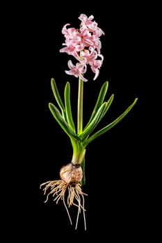 Pink hyacinth with onion, leaves and blossom isolated on black
