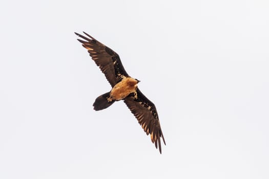 Bearded Vulture, Gypaetus barbatus flying over Semien or Simien mountains Ethiopia, Ethiopian wildlife, Africa