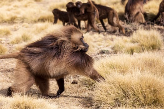 alpha male of endemic animal Gelada monkey. Theropithecus gelada, Simien Mountains, Africa Ethiopia wildlife