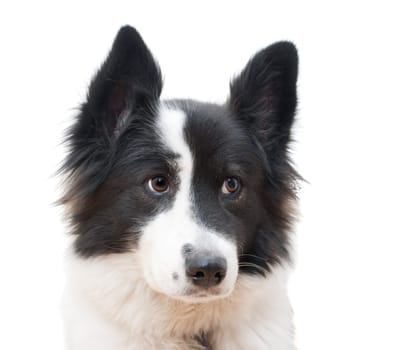 Black and white dog in fornt of a white background