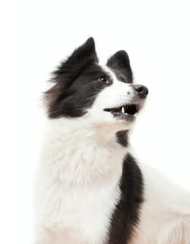 Black and white dog in fornt of a white background
