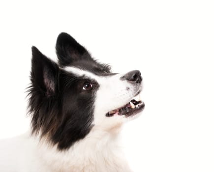 Black and white dog in fornt of a white background
