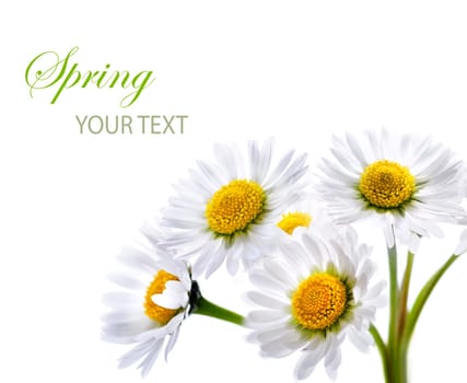 Daisy flower isolated over white