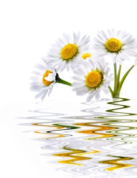 Beautiful daisy flower with water reflection