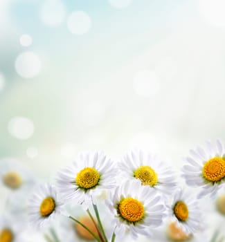 Daisy flower with beautiful spring bokeh