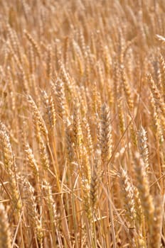 Fully ripe field of wheat