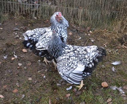 Wyndottes fight in outdoor enclosure