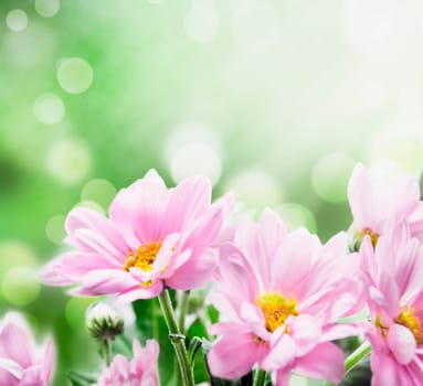 Closeup of beautiful pink flowers in the garden