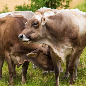 Portrait of Aubrac cows in the meadow