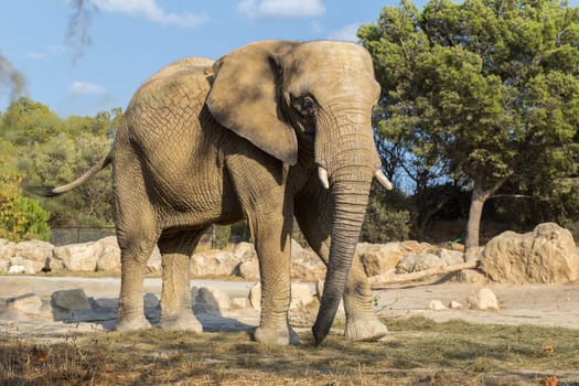 Side view of african elephant  walking in the nature