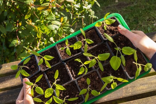 Farmer holding tomatoes seedling in organic garden
