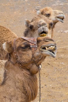 Three camels munching