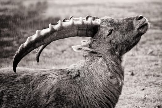 head of a billy goat