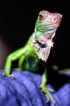 Green Iguana, Iguana iguana