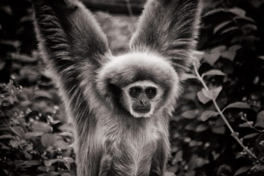 white-handed Gibbon Ape climbing