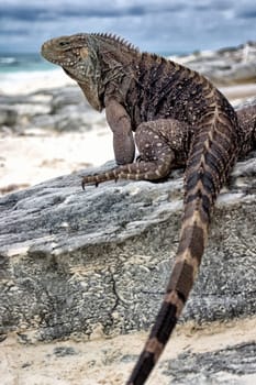 Whorled tail iguana, Cayo Largo / Cuba
