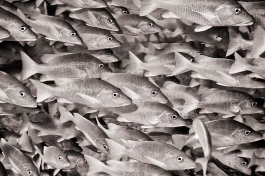 Schoolmaster snapper swarm, Cayo Largo / Cuba