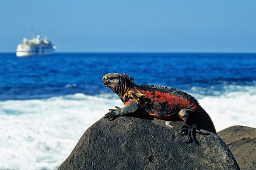 Marine iguanas basking on lava rock, Galápagos, Espanola Island (Hood)