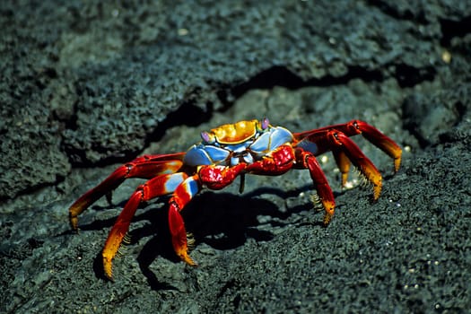 Sally Lightfoot - Cliff Crab, Galápagos