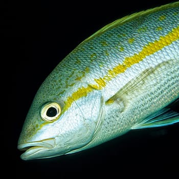 Yellowtail snapper, Cayo Largo / Cuba