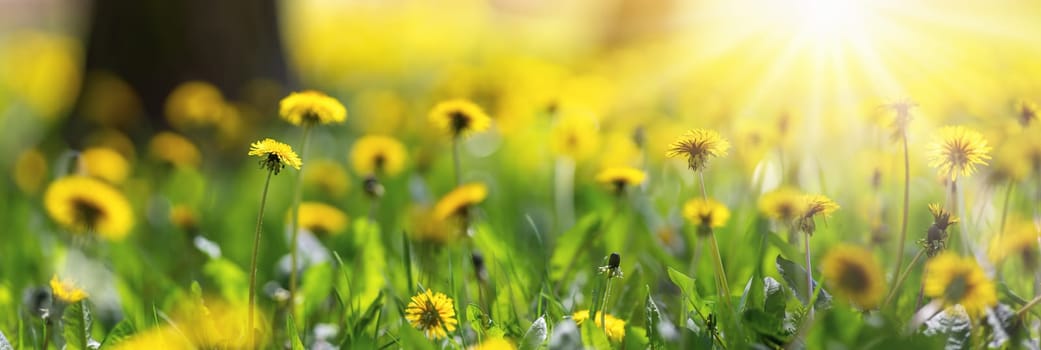 Beautiful yellow dandelions on the spring park. Panoramic view of the meadow with flowers in the forest.