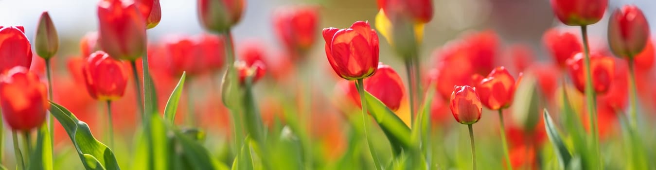 Tulips in flowerbeds in the garden in spring. Beautiful panorama of red flowers.