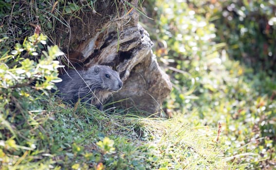 Head of groundhog looking out of the earth, Austria