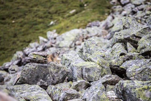 Head of groundhog looking out of the earth, Austria