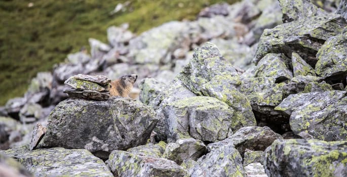 Head of groundhog looking out of the earth, Austria