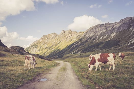 Cows are grazing in the alpine meadow, mountain chain in the background