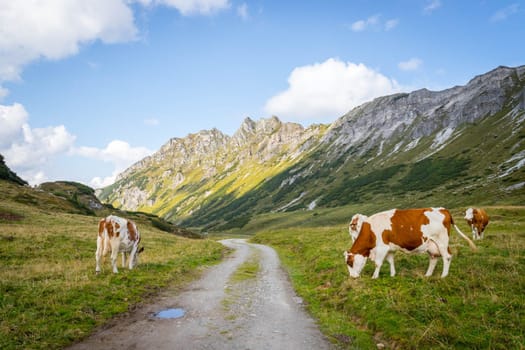 Cows are grazing in the alpine meadow, mountain chain in the background