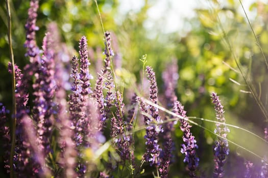 Lavender floral background