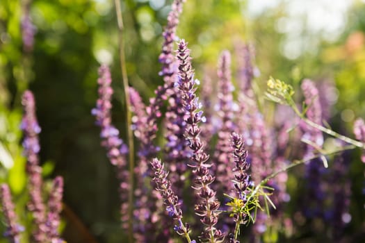 Lavender floral background