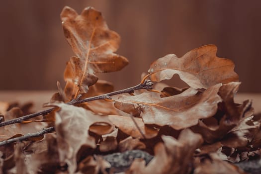 Autumn theme with oak leafs