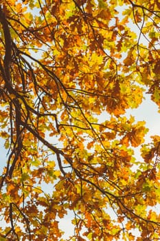 Bright colorful leaves on the branches in the autumn forest.