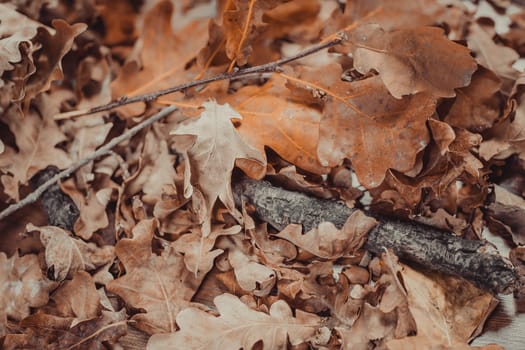 Autumn theme with oak leafs