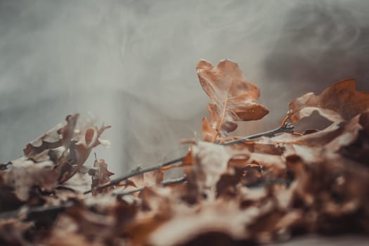 Autumn theme with oak leafs
